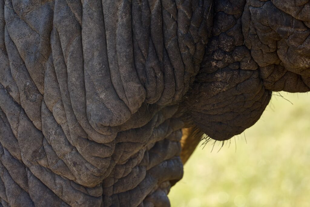 Close-up of wrinkled elephant skin with tusks.