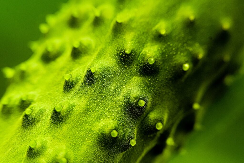 Vibrant green plant surface with sharp, conical spikes.