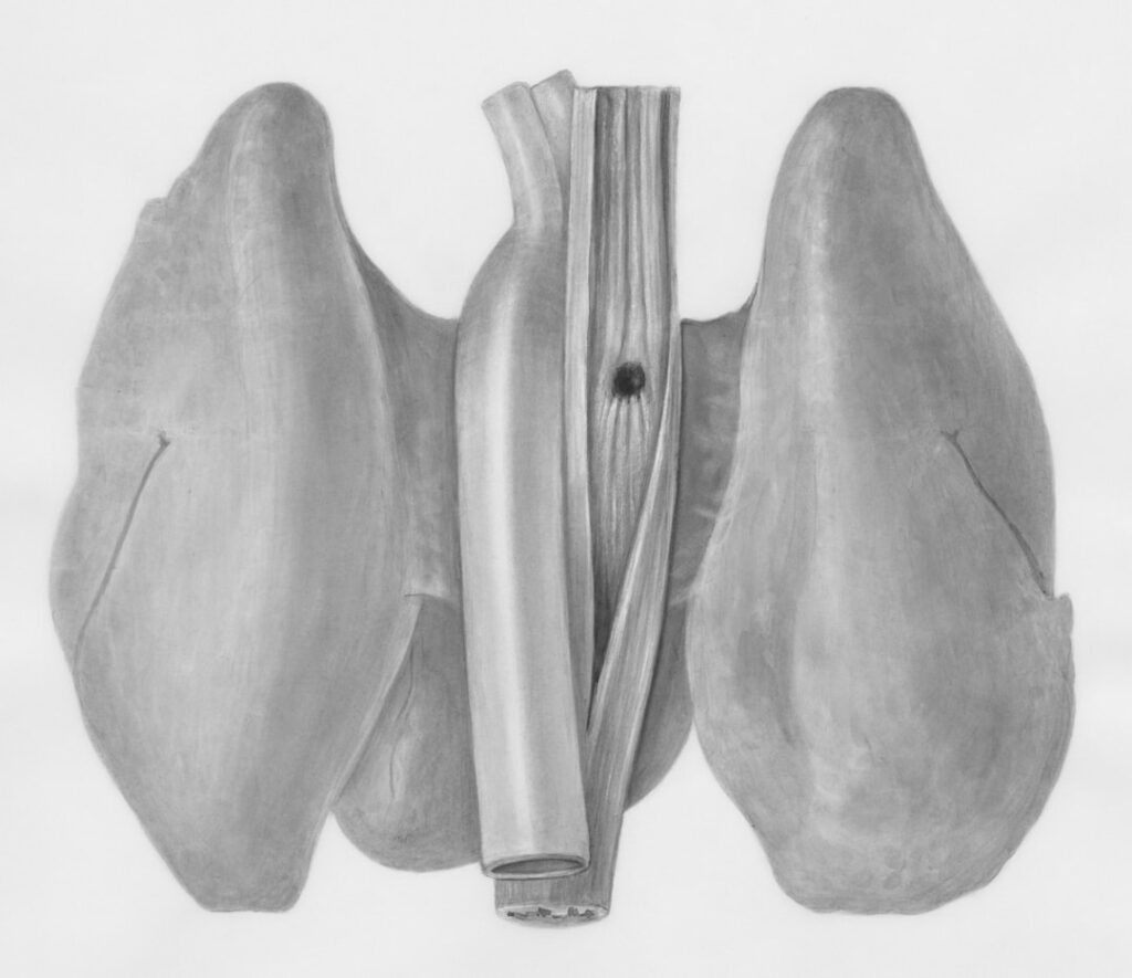 a drawing of a human kidney