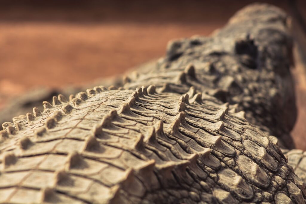 Close-up of a crocodile's textured scaly back