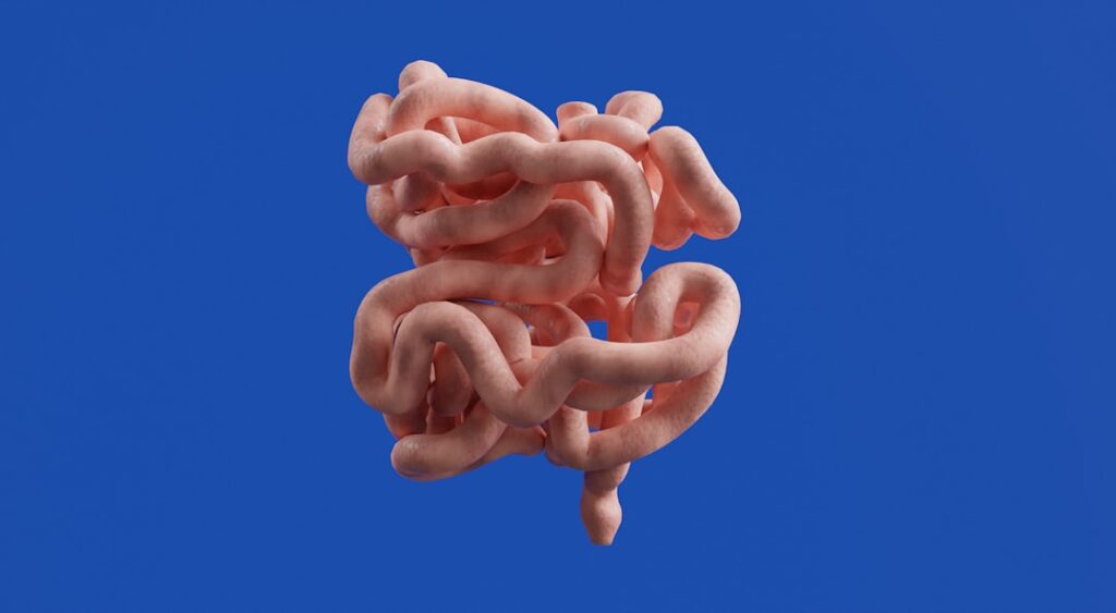 The image shows the human small intestine.