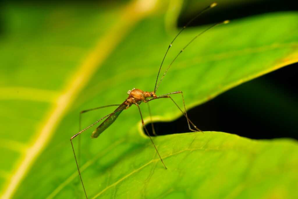 Insect repellent