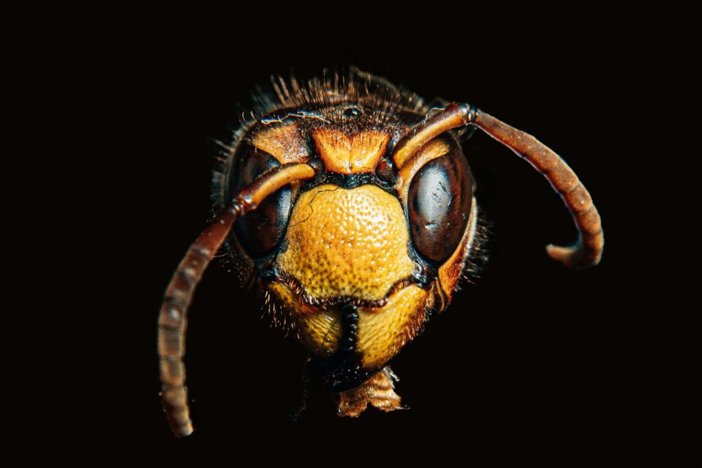 A stinging insect