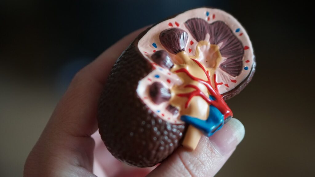 Kidney testing